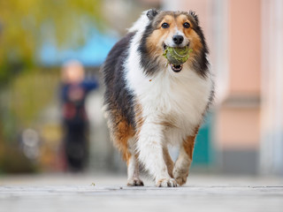 Running shetland sheepdog with ball in mouth, happy retrieving, low angle view.