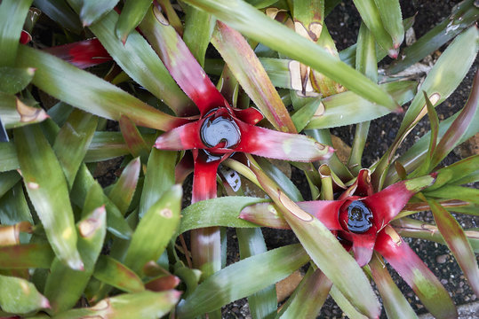 Neoregelia Carolinae