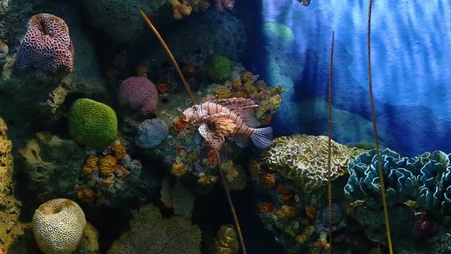 Corals and exotic marine fish. Ocean life Under Water. Lionfish or Pterois native to the Indo-Pacific. Also called zebrafish, firefish turkeyfish or butterfly-cod. Large aquarium. Tropical inhabitants