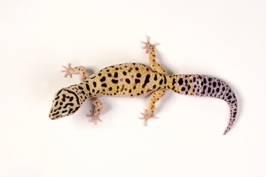 Leopardgecko (Eublepharis macularius) - leopard gecko / Jungle