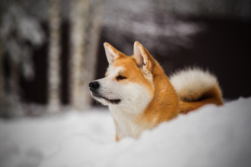 Snowy akita inu