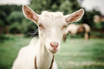 Interested goat