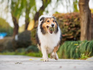 Running shetland sheepdog with ball in mouth, happy retrieving, low angle view.