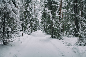 snow road in the forest in winter in Russia