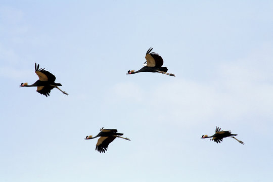 Grey crowned crane, Balearica pavonina, flying