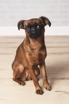 Portrait of Petit Brabancon