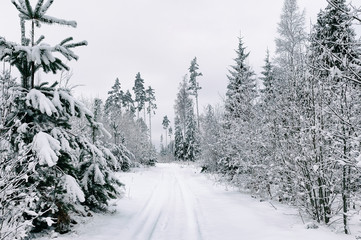 snow road in the forest in winter in Russia