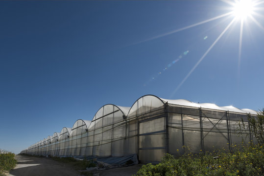Italy, Ragusa, Santa Croce Camerina, row of greenhouses