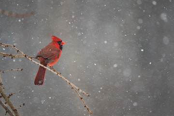 Red cardinal on a winter day during a snow storm