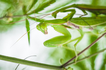 Dangerous mating