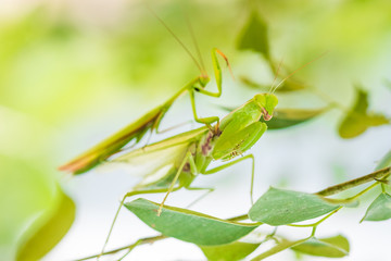 Dangerous mating