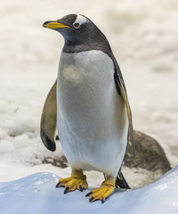 Close-up view of a Gentoo penguin (Pygoscelis papua)