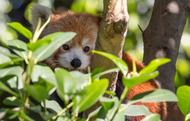 Close up view of a camouflaged Red Panda (Ailurus fulgens) 