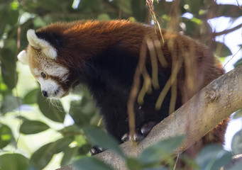 Close up view of a climbing Red Panda (Ailurus fulgens) 