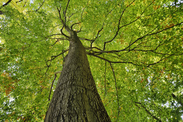 Low angle view of Copper Beech tree, Fagus sylvatica, Saxon Switzerland National Park