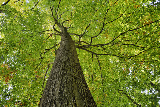 Low angle view of Copper Beech tree, Fagus sylvatica, Saxon Switzerland National Park
