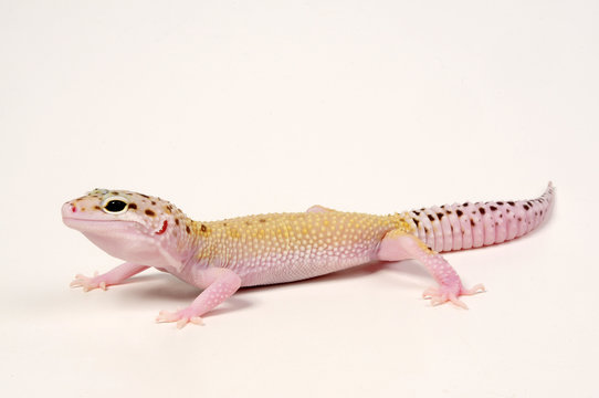 Leopardgecko (Eublepharis macularius) - leopard gecko / Eclipse