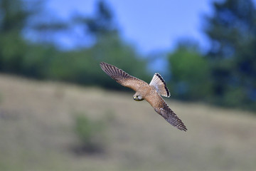 Turmfalke bei der Jagd
