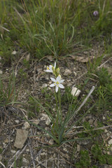 Anthericum liliago