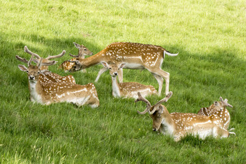 A herd of deer in the clearing.