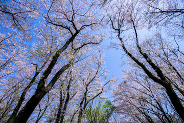 満開の桜