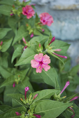 Obraz premium Mirabilis jalapa