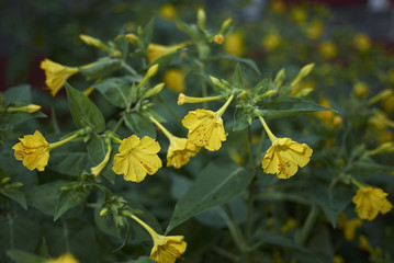 Mirabilis jalapa