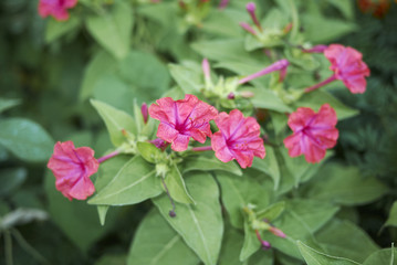 Fototapeta premium Mirabilis jalapa