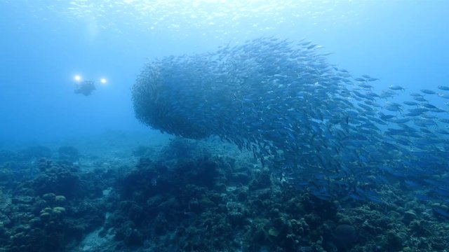 Bait ball at the coral reef in the Caribbean Sea at scuba dive around Curacao /Netherlands Antilles