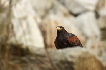 Parabuteo unicinctus. A medium-sized predatory bird of the Harrier family, ranging from the southwestern United States to the south to Chile and the central part of Argentina. Photographed in Czech. N