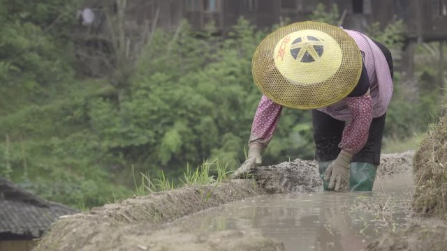 Chinese woman farmer repairing rice paddy