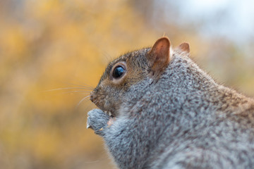 A beautifull squirrel