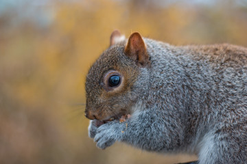 A beautifull squirrel
