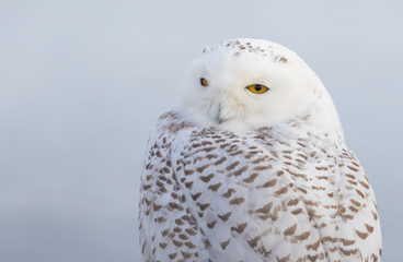 Mrs Snowy Owl 