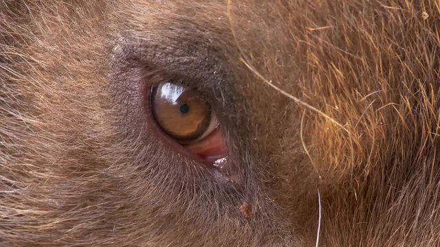 Kamchatka brown bear (Ursus arctos beringianus) eye