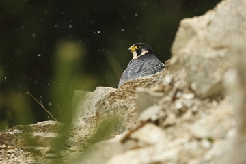 Falco peregrinus. Peregrine Falcon has a cosmopolitan extension. Naturally, it occurs not only in Antarctica, in parts of South America, New Zealand, and Iceland. Photographed in Czech. Winter nature.