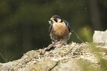 Falco peregrinus. Peregrine Falcon has a cosmopolitan extension. Naturally, it occurs not only in...