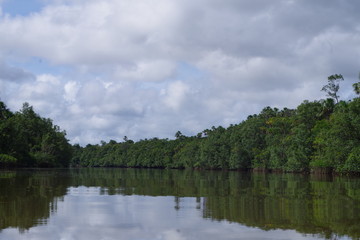 Fototapeta na wymiar Fleuve amazonien 