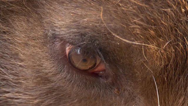 Kamchatka brown bear (Ursus arctos beringianus) eye