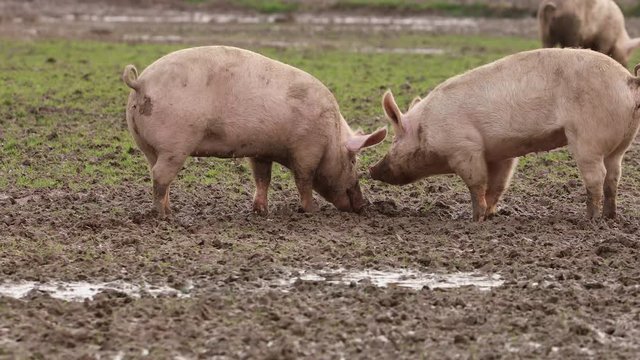 Schwein suhlt im Schlamm