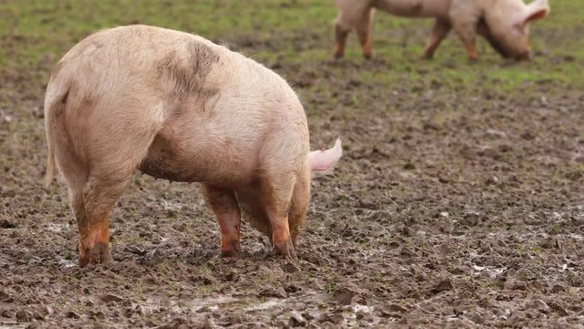 Schwein suhlt im Schlamm
