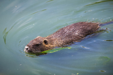 Adult beaver eating a plant. Beaver in a lake. Beaver in water in the evening.