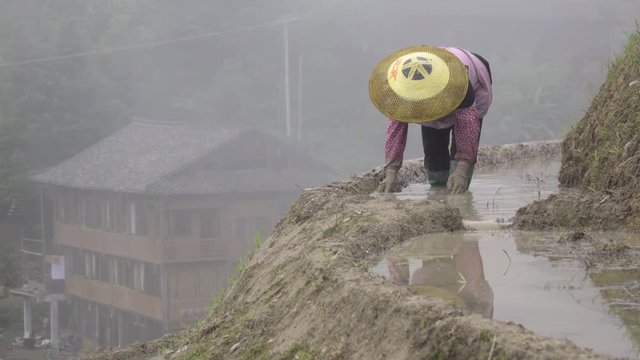 Hard working Chinese farmer in a rice field