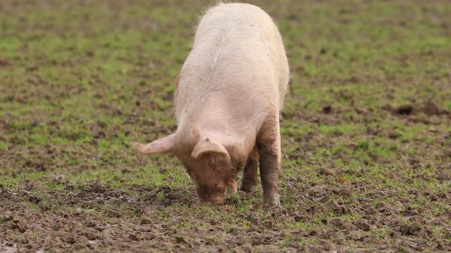 Schwein suhlt im Schlamm