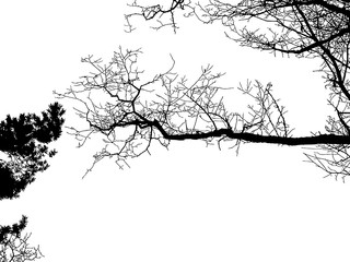 Realistic tree silhouette (Vector illustration).ai10