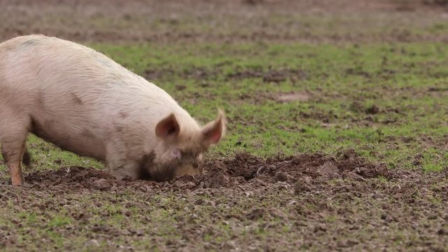 Schwein suhlt im Schlamm