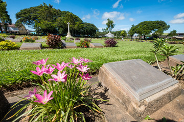 Cemetery blank gravestone christian vitmics with pink flower history of world war