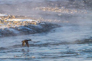 A stunning view of waterfowls waking up in the riverside of the extremely cold sunrise, Tokachi region, Hokkaido in japan.