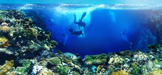 Wall murals Diving underwater world scuba divers