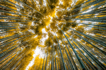 Low angle view golden leaves bamboo grove forest